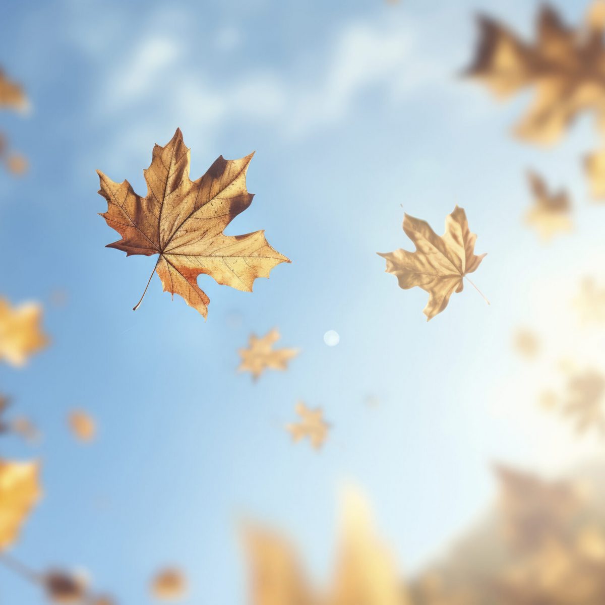 dry-autumn-leaves-floating-with-sky-background-scaled-1-1200x1200.jpg